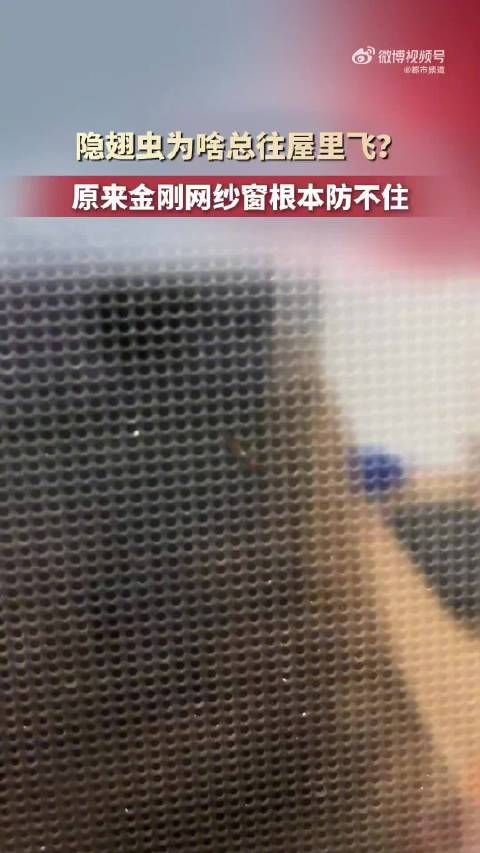 #女子家装金刚网纱窗也挡不住隐翅虫##纱窗不能完全防住隐翅虫#  9月28日（报道），河北