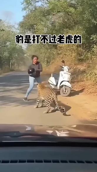 豹是打不过老虎的
