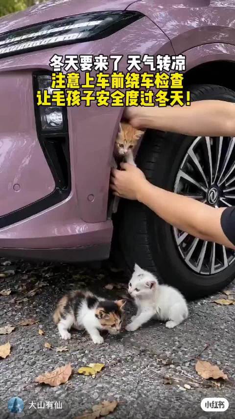 天气凉了，有的小家伙会躲进车底车里避寒，拜托开车的朋友，开车前一定检查一下，比如按下喇叭，敲敲车身，