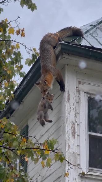 这狐狸不会脚猾吗