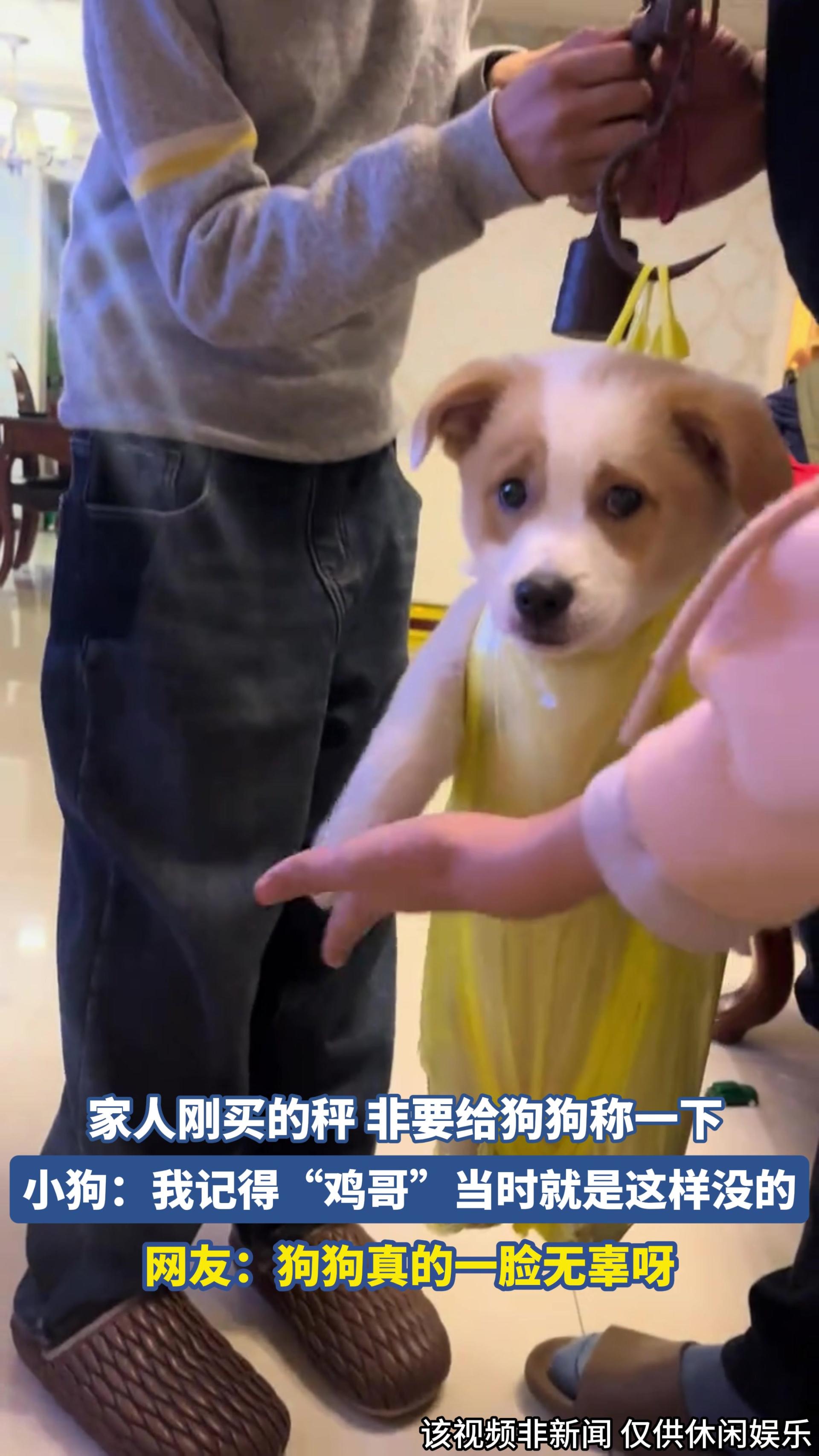 家人刚买的秤 非要给狗狗称一下，小狗：我记得“鸡哥”当时就是这样没的.