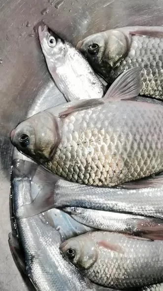 长河夜钓鲫鱼，蚯蚓饵料都有口！水浅鱼口比较轻，线组搭配0.8+0.4就足够了！