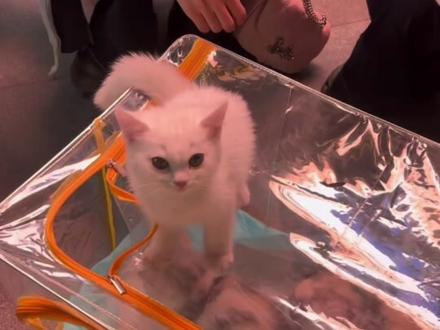 猫:为什么要这样说我？