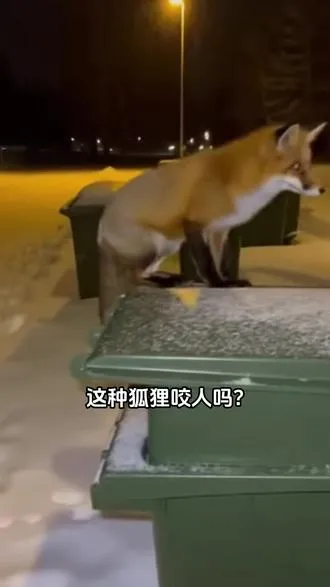 这种狐狸咬人吗