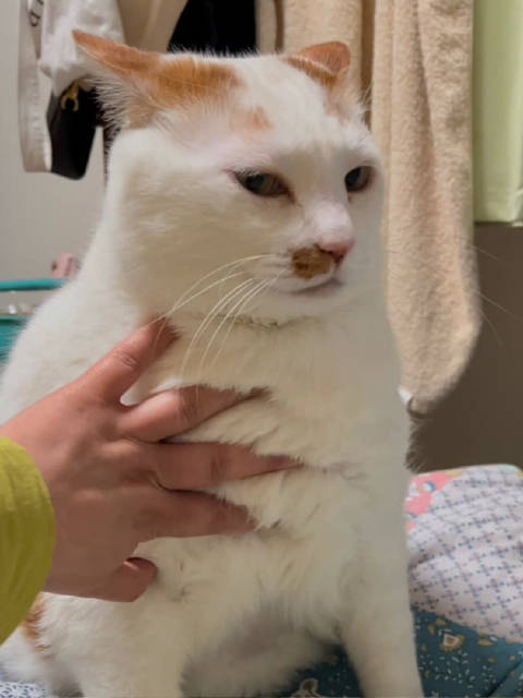 今天不亲大臭猫了、