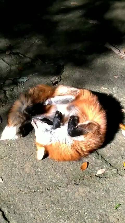 #狐狸[超话]# 在舒适的阳光里打滚儿©️felfa_fox  ​​​