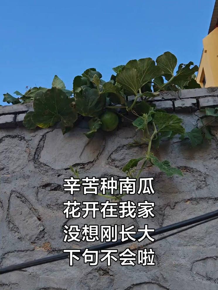 辛苦种南瓜，花开在我家，没想刚长大，瓜落别人家！（跟生女儿一样）