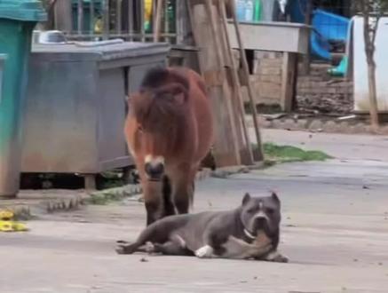恶霸犬大圣真的太逆天了吧，小丁的一个手机挡脸就可以让它彻底不认识你哈哈