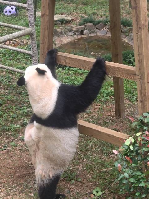 芭蕾舞天才少女星安积拉伸中  ​​​