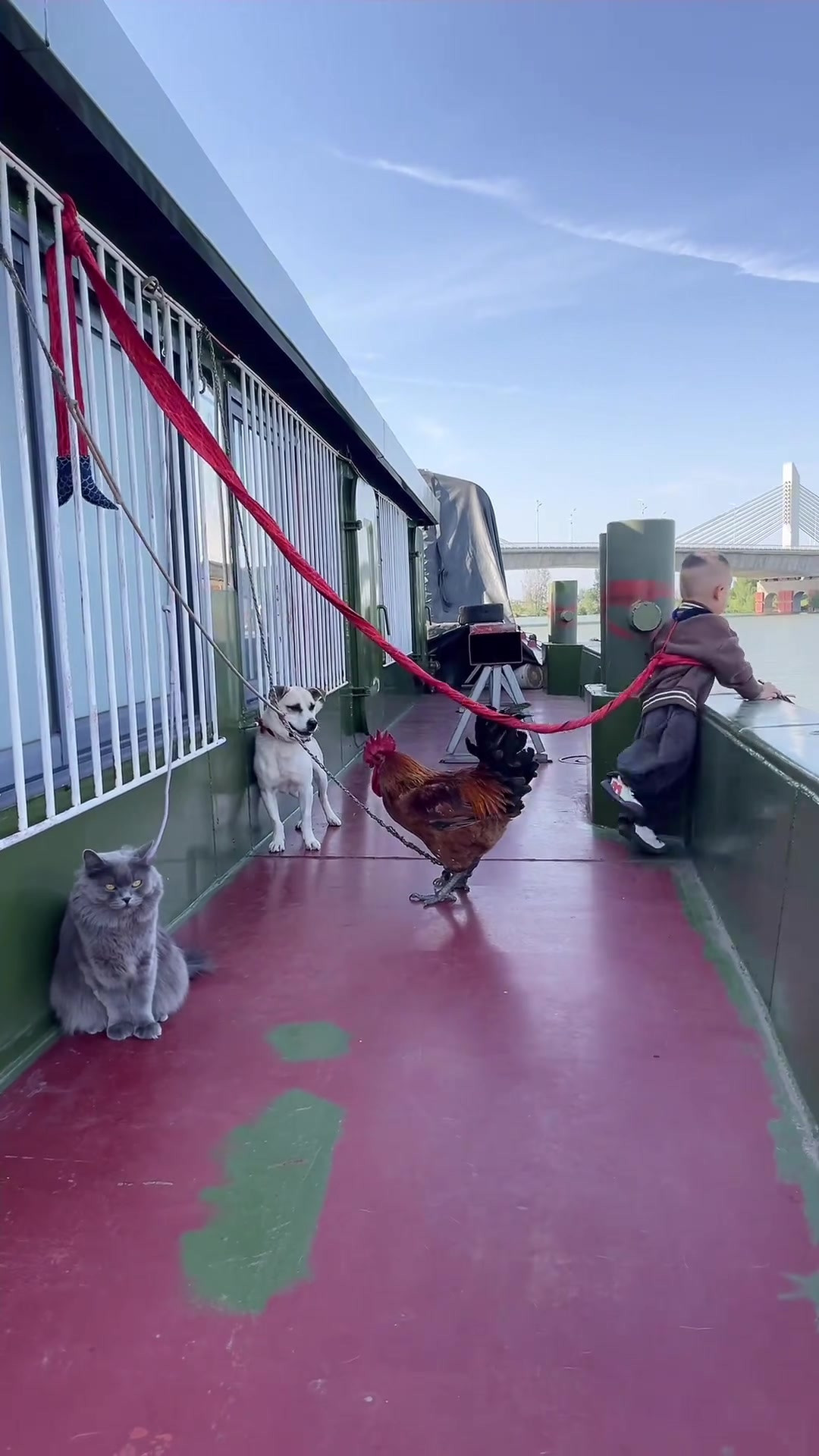 犬子，狗子，鸡子，喵子，一个没剩，全部栓上，网友：他们几个现在是平级的。
