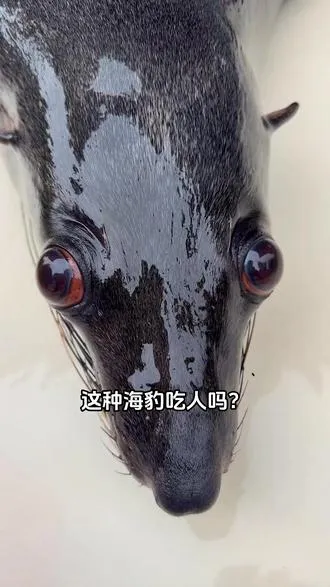 这种海豹吃人吗？