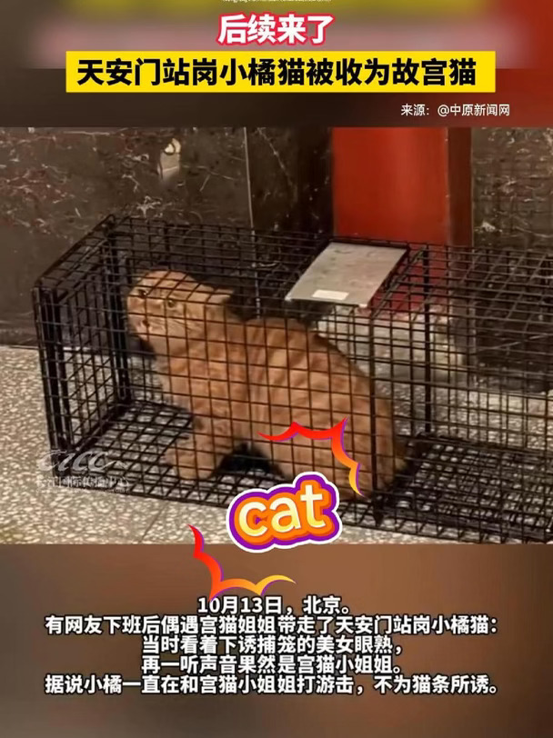 #天安门站岗小橘猫被收为故宫猫# 10月13日，北京。有网友下班后偶遇宫猫姐姐带走了天安门站岗小橋猫