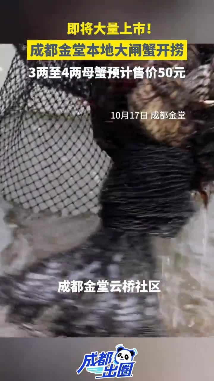 即将大量上市！成都金堂本地大闸蟹开捞，3两至4两母蟹预计售价50元