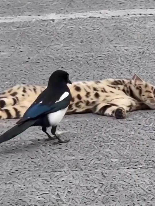 豹猫装睡伏击喜鹊，真是一肚子坏水损招