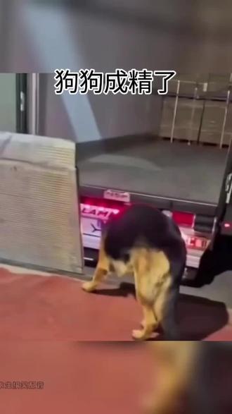 狗狗成精了