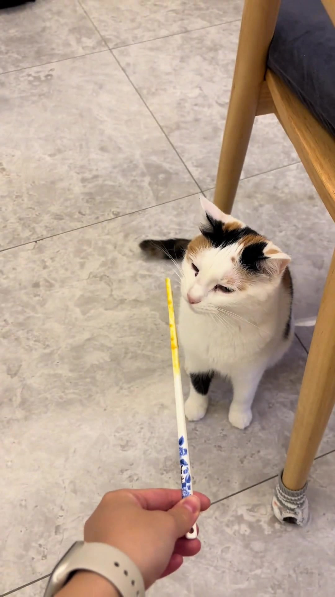 小猫卖力表演求吃，主人真心软给它却被嫌弃，猫：不想给我吃直说