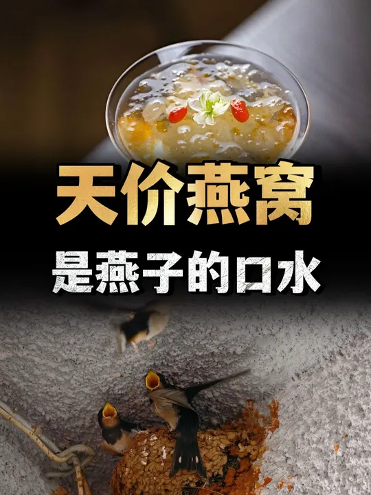 燕窝真是燕子的口水？天价燕窝是怎么来的，看完你还想吃吗？ （1）