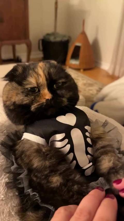 小猫拥有绝对音准[泪奔]  ​​​