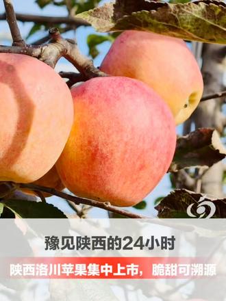 秦豫共潮生·豫见陕西的24小时 | 陕西洛川苹果集中上市，脆甜可口，并且推荐带皮吃。因为每一颗苹果都