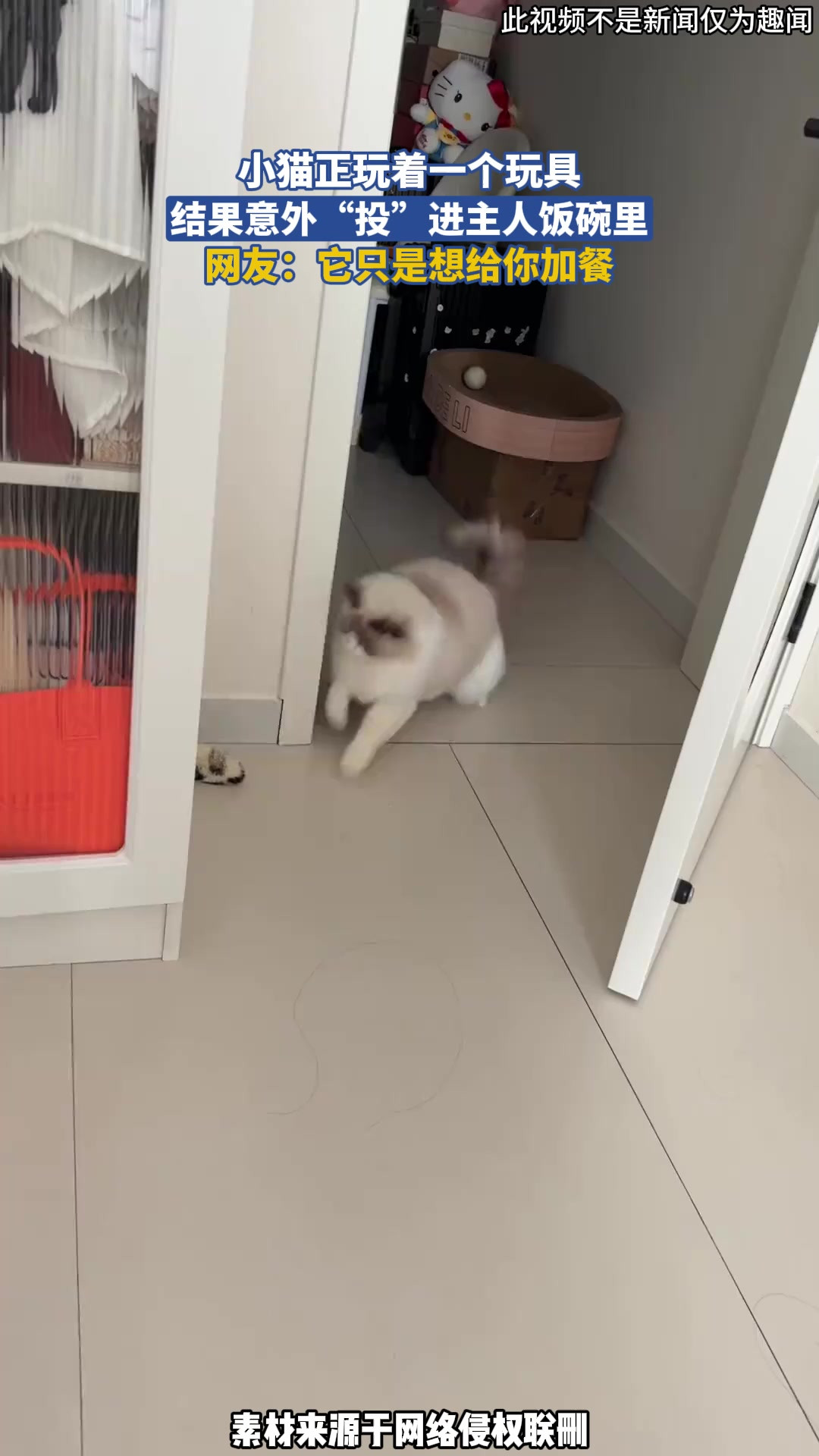 小猫正玩着一个玩具，结果意外“投”进主人饭碗里，网友：它只是想给你加餐