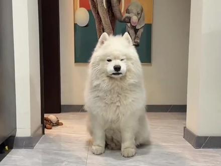 一只困到左眼睡觉右眼放哨的萨摩耶，耶耶都困到不耶耶了