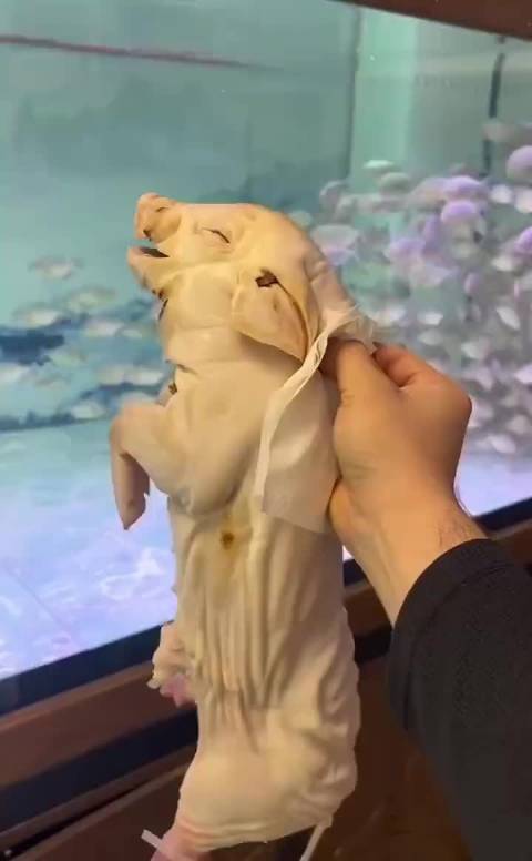 吃猪肉的速度这么快…  ​​​