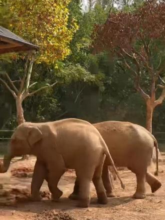 它是亚洲现存最大陆生动物🐘