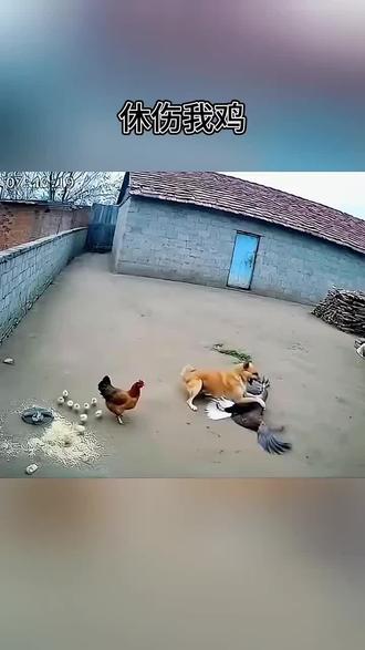 老鹰抓小鸡黄狗在后