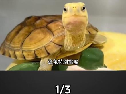 北京男子捡到“乌龟”，养了7年发现不对劲，警方上门连人和龟一起带走