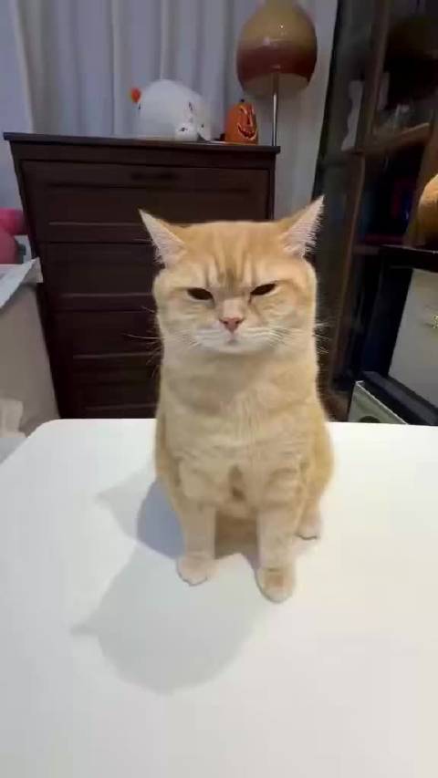 猫猫的像素化  ​​​
