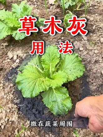 草木灰在蔬菜作物上的妙用