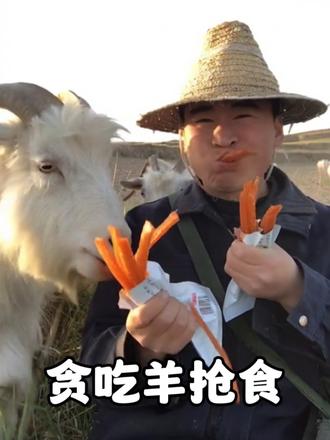 一只爱抢主人食物的贪吃羊，无论鲱鱼罐头还是纳豆全吃麻麻香