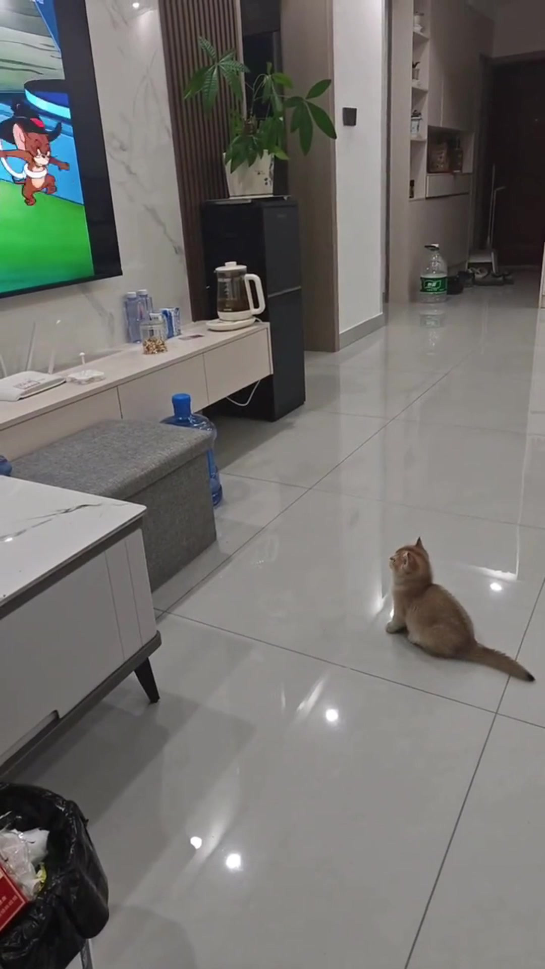 《猫和老鼠》是给猫看的，小猫看动画片入迷，那是很厉害的大前辈