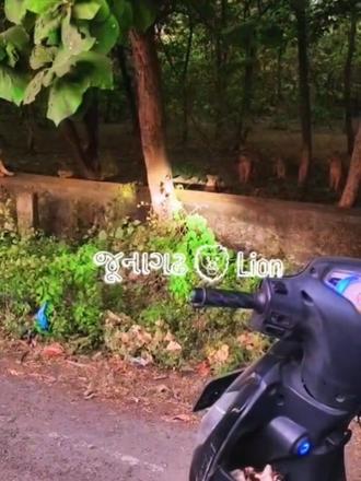 住在路边丛林里的狮子家族 对来往车辆已经见怪不怪了