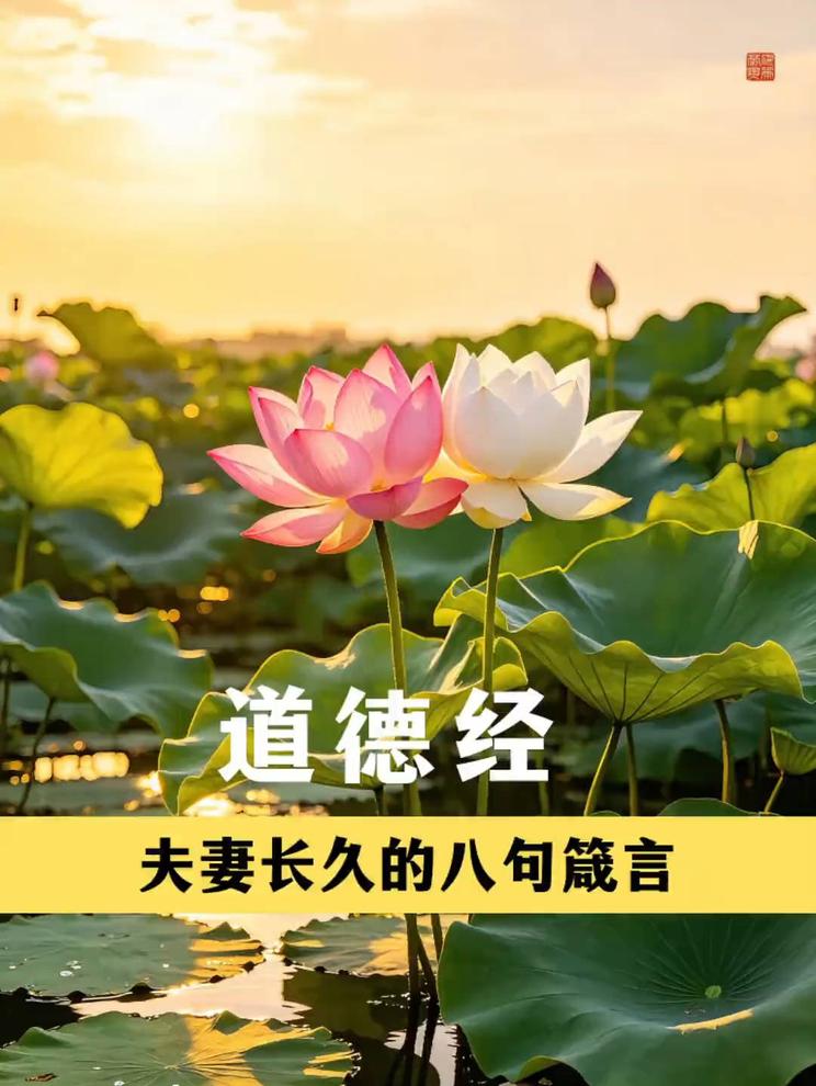 静谧湖畔，莲花盛开，道出夫妻长久的秘诀