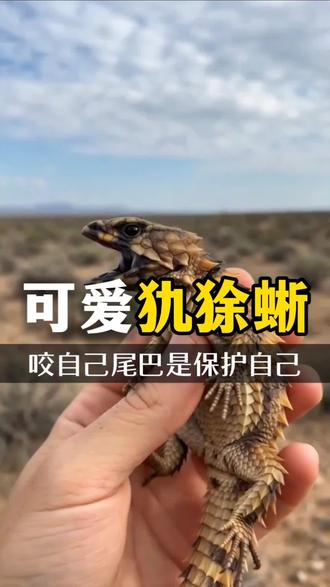 可爱犰狳蜥 咬住自己的尾巴 竟然是为了保护自己