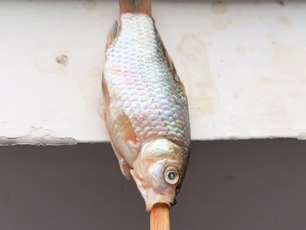 小猫上树吃鱼 雨季到了 不能出去赶河抓鱼 鱼也喂得差不多了