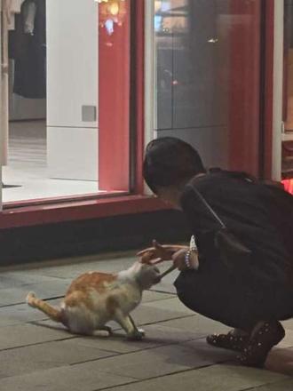 橘橘我啊，今天又吃到猫条了～~