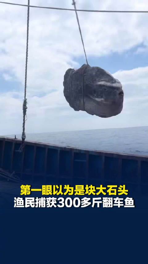 【#舟山渔民捕获300多斤巨型翻车鱼】