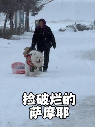 一只爱捡破烂的萨摩耶，会陪太奶锻炼身体，会给太奶当招财狗