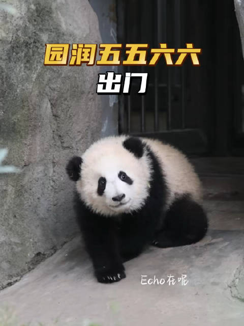 #大熊猫园润[超话]#  10.27一早六六先出门，等妈咪出来