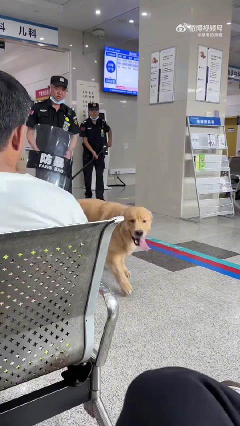 #德子的窝[超话]##金毛两次假装有主人被识破#看完视频，这只金毛两次假装有主人、被识破的样子，让人