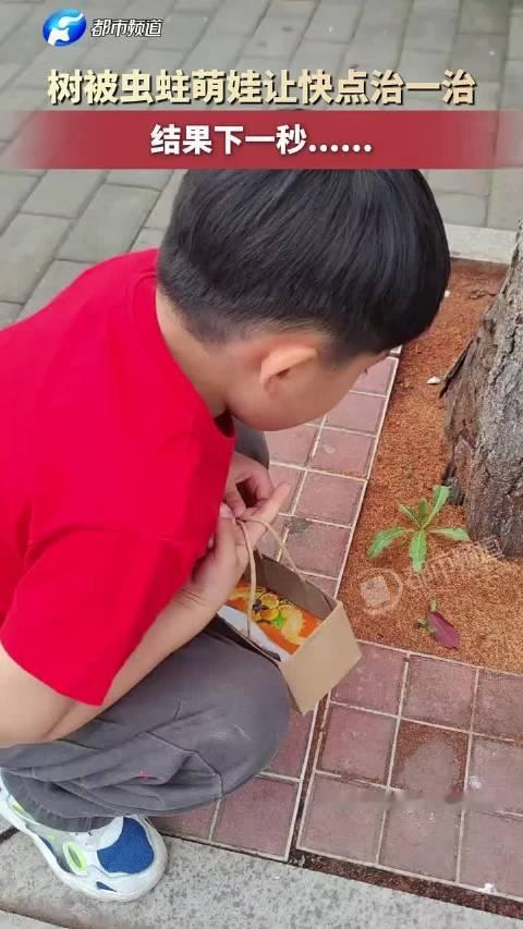 【#男孩盼人救虫蛀树半月后被锯#】#街边树被虫蛀都是孔半月后被锯#10月19日（报道）江苏