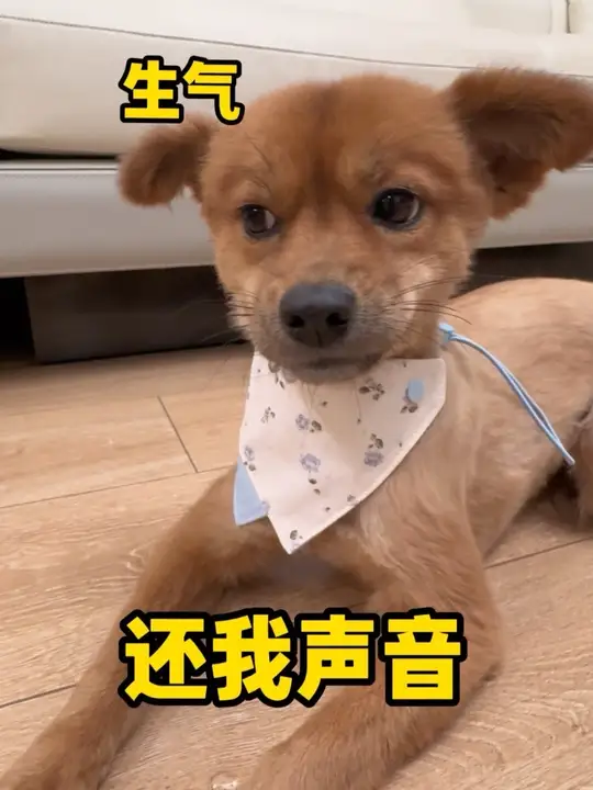 完蛋了，小乖嗓子哑了 网红猴哥音效不见了，家人们，只有娇羞猴哥和悲伤猴哥。听着怪诡异的