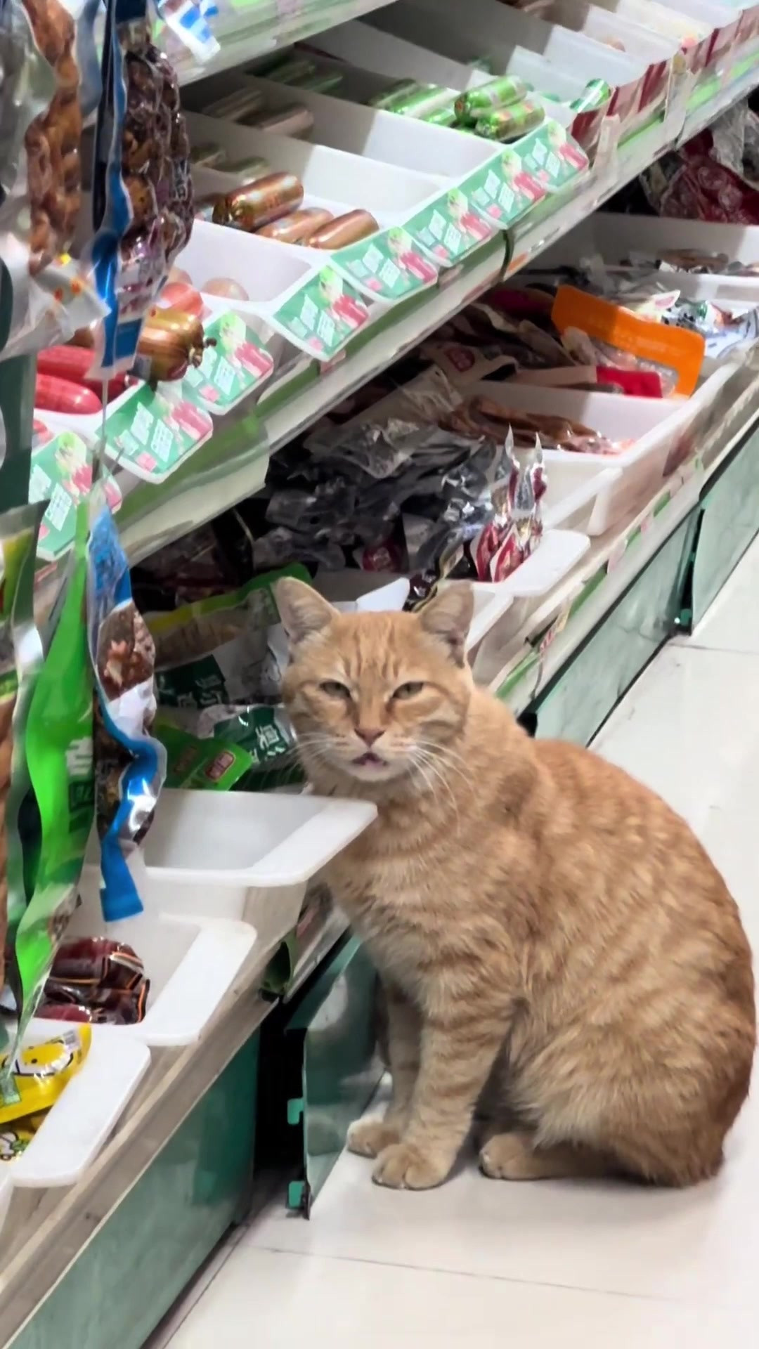 橘猫认准货架鸡肝筐，东西卖空也不肯离开，犟种猫：不给吃就不走