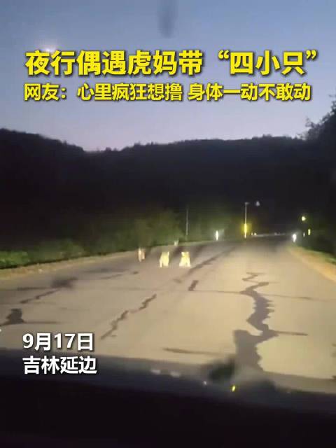 【#夜行偶遇东北虎一虎带四崽#】9月17日，吉林延边，有市民夜行开车，在路上偶遇一只野生东北虎带着四