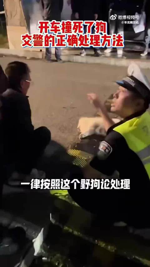 #交警称不拴绳狗被撞死按野狗处理# 遛狗不拴绳 等于狗遛狗