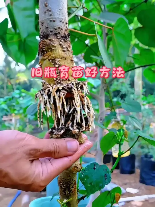 旧瓶育苗好方法 民间果树育苗小办法，废塑料瓶包裹枝条生根，根系长满之后即可锯下移栽