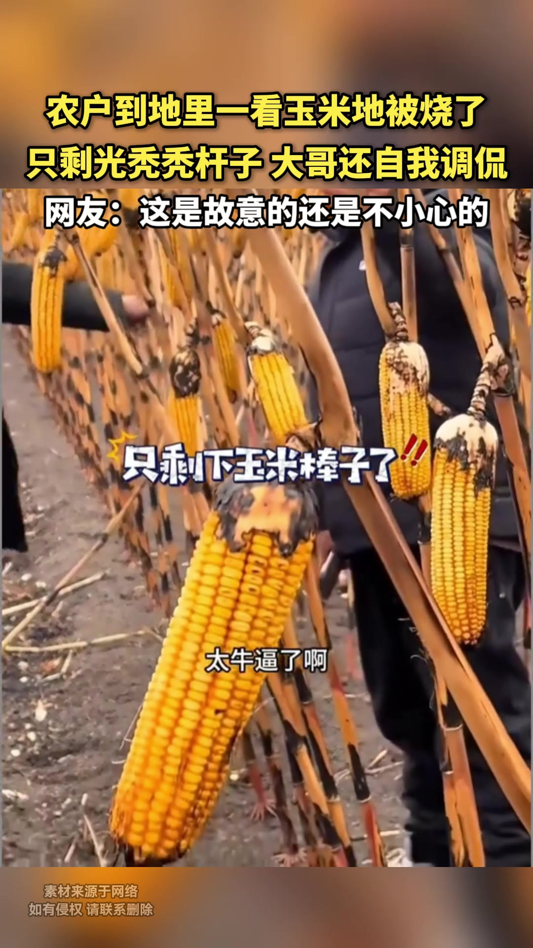 农户到地里一看玉米地被烧了只剩光秃秃杆子 大哥还自我调侃