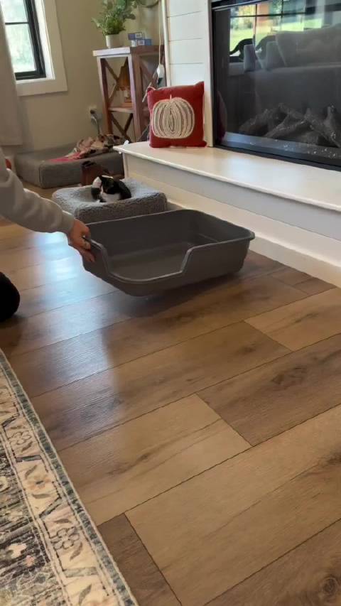 瘫痪小猫被主人照顾得很好，这真的需要很多爱  ​​​